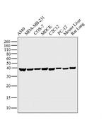 GAPDH Antibody in Western Blot (WB)