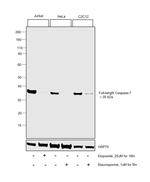 Caspase 7 Antibody