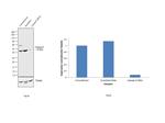 Caspase 9 Antibody in Western Blot (WB)