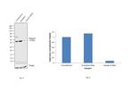 Caspase 9 Antibody