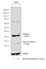 Caspase 3 Antibody