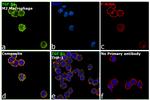 TGF beta-1 Antibody in Immunocytochemistry (ICC/IF)