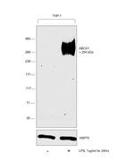 ABCA1 Antibody in Western Blot (WB)