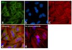 BACE1 Antibody in Immunocytochemistry (ICC/IF)