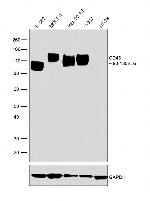 CD43 Antibody in Western Blot (WB)