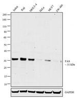 FAS Antibody