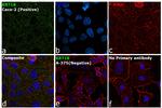 Cytokeratin 18 Antibody in Immunocytochemistry (ICC/IF)