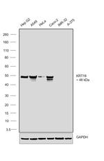 Cytokeratin 18 Antibody in Western Blot (WB)