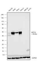 Cytokeratin 18 Antibody in Western Blot (WB)