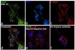 CD56 Antibody in Immunocytochemistry (ICC/IF)