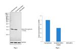 beta-2 Microglobulin Antibody