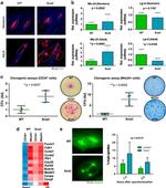 alpha Tubulin Antibody in Immunocytochemistry (ICC/IF)