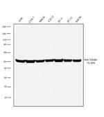 beta Tubulin Antibody in Western Blot (WB)