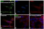 MAP2 Antibody in Immunocytochemistry (ICC/IF)