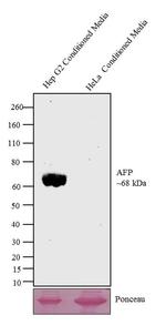 AFP Antibody in Western Blot (WB)