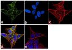 beta-3 Tubulin Antibody in Immunocytochemistry (ICC/IF)