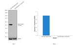 beta-3 Tubulin Antibody in Western Blot (WB)