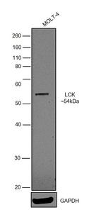 LCK Antibody in Western Blot (WB)