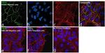 CD31 Antibody in Immunocytochemistry (ICC/IF)