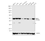 EBP50 Antibody in Western Blot (WB)