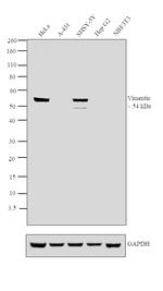 Vimentin Antibody in Western Blot (WB)