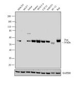 Fyn Antibody