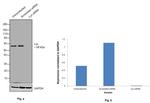 Lyn Antibody in Western Blot (WB)