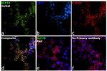 SLP76 Antibody in Immunocytochemistry (ICC/IF)