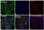 SOCS3 Antibody in Immunocytochemistry (ICC/IF)