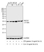 SOCS3 Antibody in Western Blot (WB)