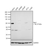 Apolipoprotein J Antibody in Western Blot (WB)