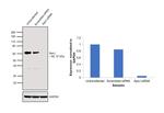 Apolipoprotein J Antibody