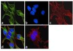 alpha/beta Tubulin Antibody in Immunocytochemistry (ICC/IF)