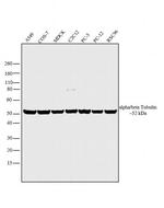 alpha/beta Tubulin Antibody in Western Blot (WB)