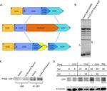 alpha Tubulin Antibody in Western Blot (WB)