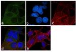 alpha Tubulin Antibody in Immunocytochemistry (ICC/IF)