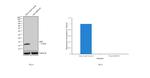 beta-2 Microglobulin Antibody in Western Blot (WB)