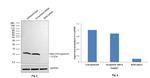 beta-2 Microglobulin Antibody