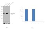 gamma Tubulin Antibody in Western Blot (WB)