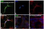 MAP2 Antibody