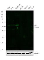 p53 Antibody in Western Blot (WB)