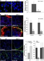 CD147 (soluble) Antibody in Immunocytochemistry (ICC/IF)