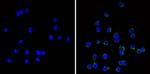 CD11c Antibody in Immunocytochemistry (ICC/IF)