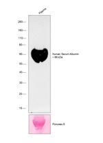 Human Serum Albumin Antibody in Western Blot (WB)