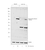 Human Serum Albumin Antibody in Western Blot (WB)