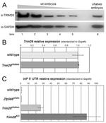 TRIM28 Antibody in Western Blot (WB)