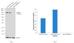 TRIM28 Antibody in Western Blot (WB)