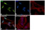 RAN Antibody in Immunocytochemistry (ICC/IF)