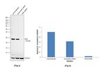 RAN Antibody in Western Blot (WB)