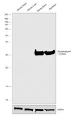 Synaptophysin Antibody in Western Blot (WB)